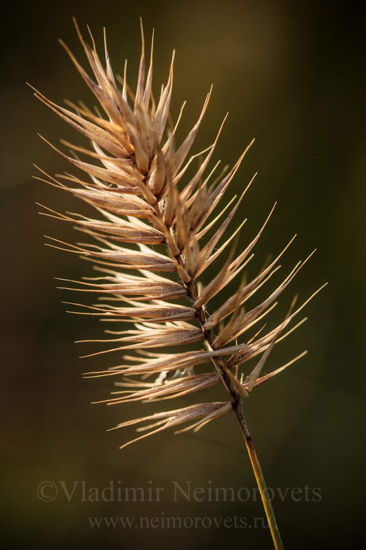 Wheatgrass (Agropyron pinifolium)