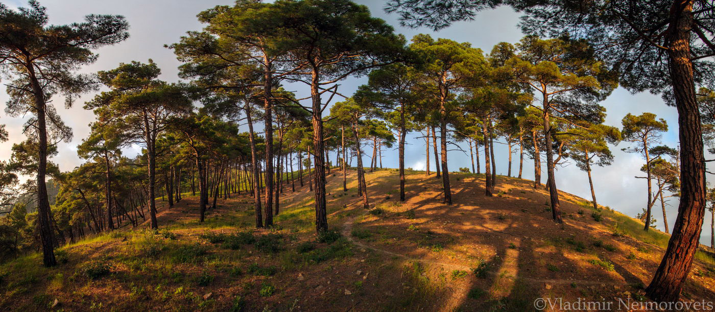 Dzhanhot pinery of pitsundian pine_Krasnodar Territory_panorama1
