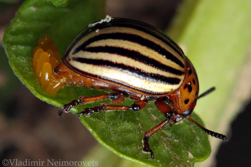 Leptinotarsa decemlineata_ the Colorado potato beetle_ IMG_0206