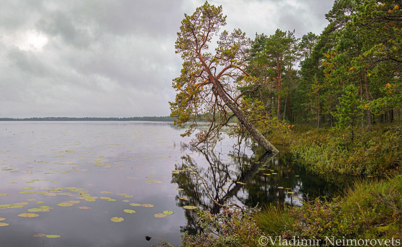Lake Kuznetsovskoe_Leningrad region_panorama1