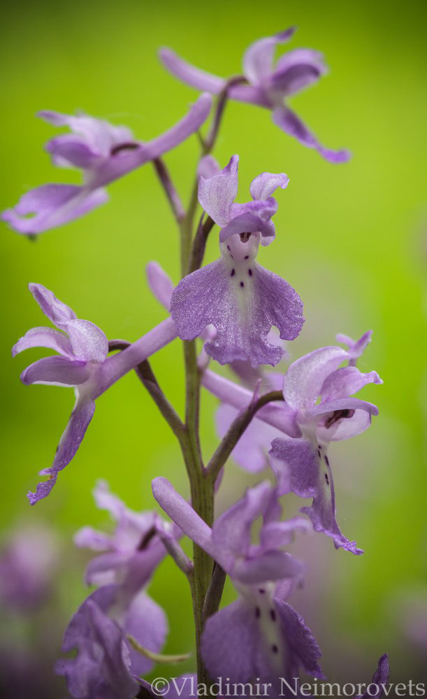 Orchis mascula_IMG_6155