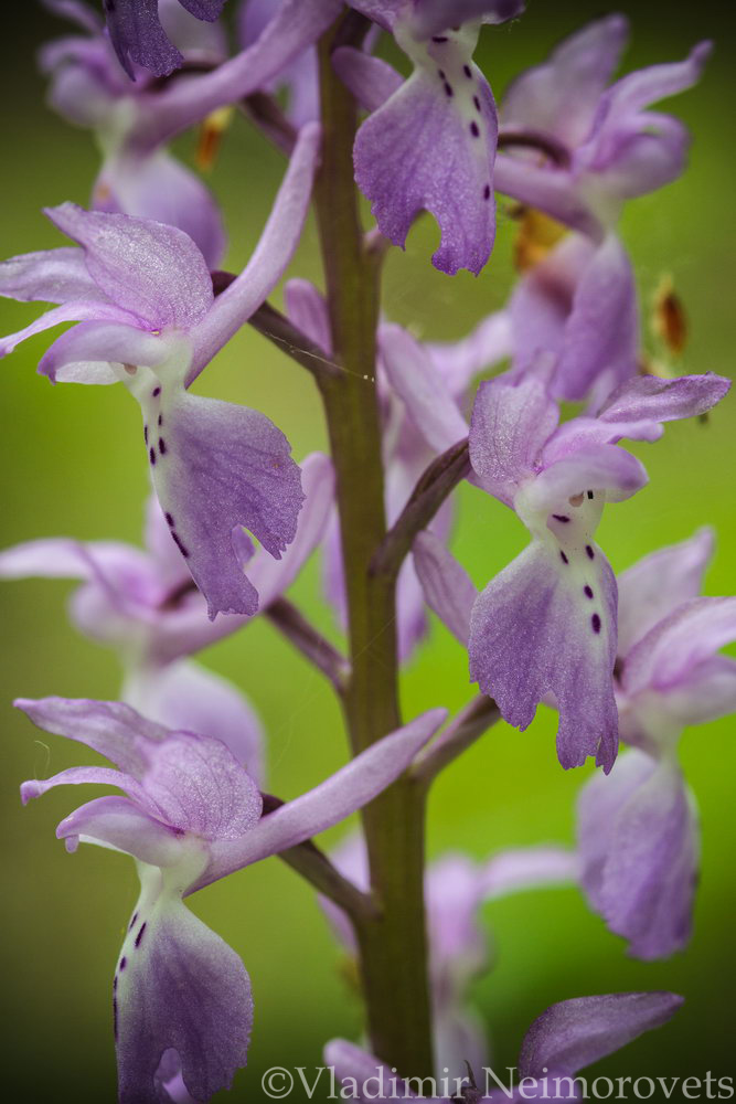 Orchis mascula_IMG_6165