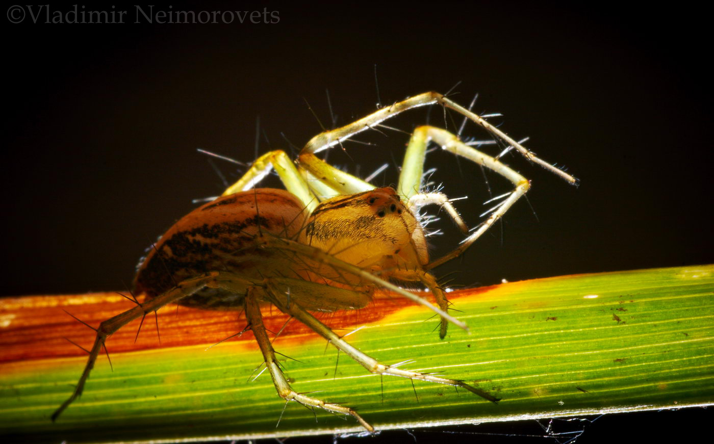 Oxyopes lineatus_MG_3551