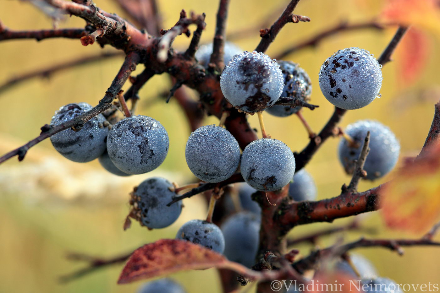 Prunus spinosa_IMG_7832