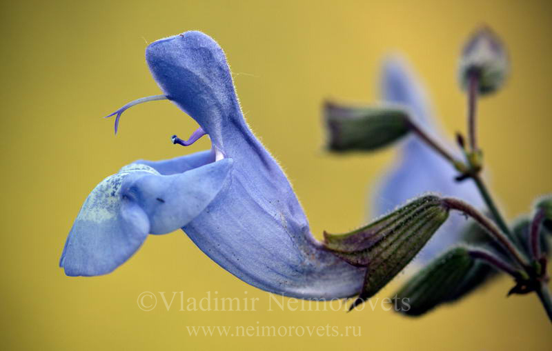 Шалфей раскрытый (Salvia ringens)