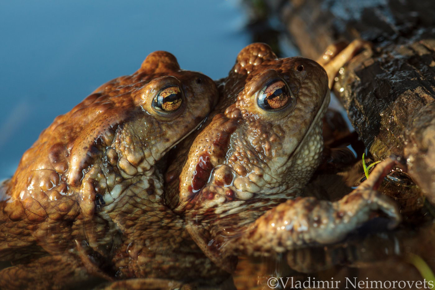 Bufo bufo_Leningrad region_common toad_European toad_toad