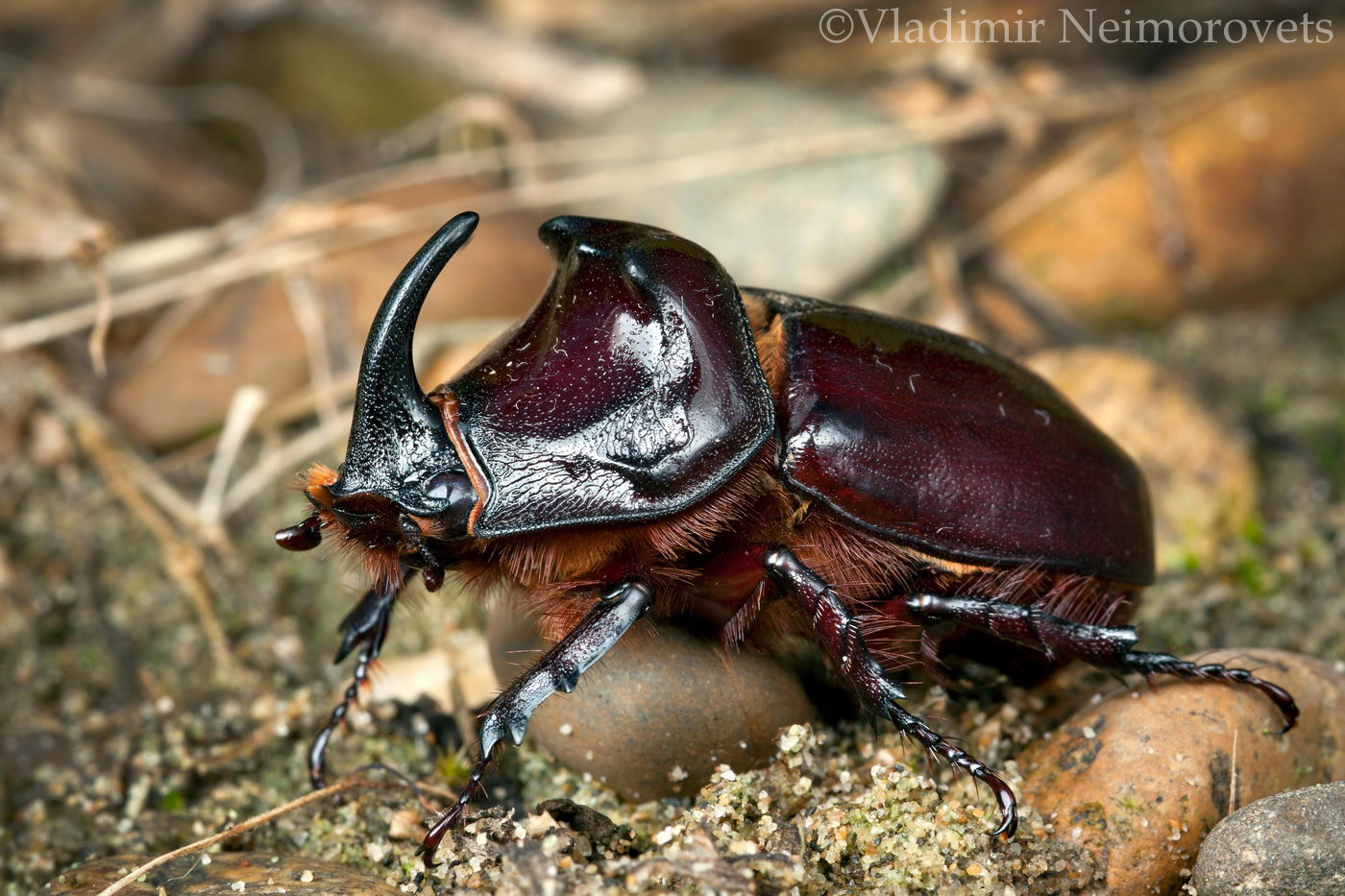 Oryctes nasicornis_Krasnodar Territory_North-Western Caucasus_European rhinoceros beetle_beetle