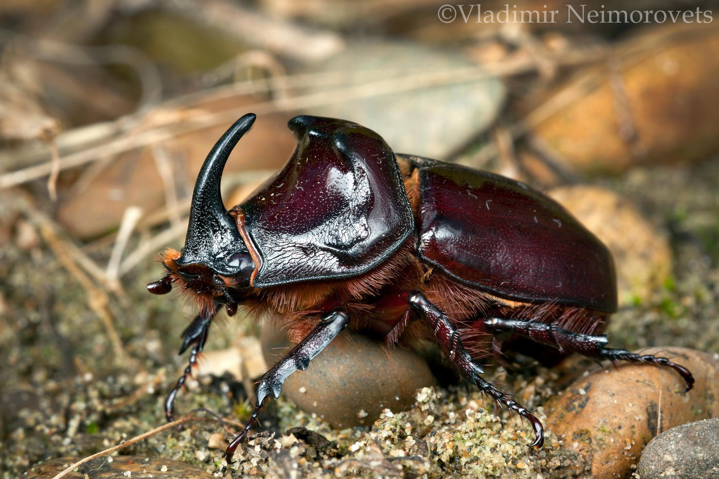 The European rhinoceros beetle / Жук-носорог обыкновенный | Vladimir