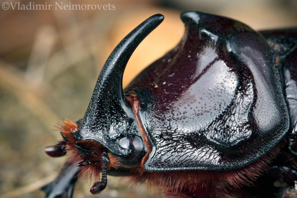 Oryctes nasicornis