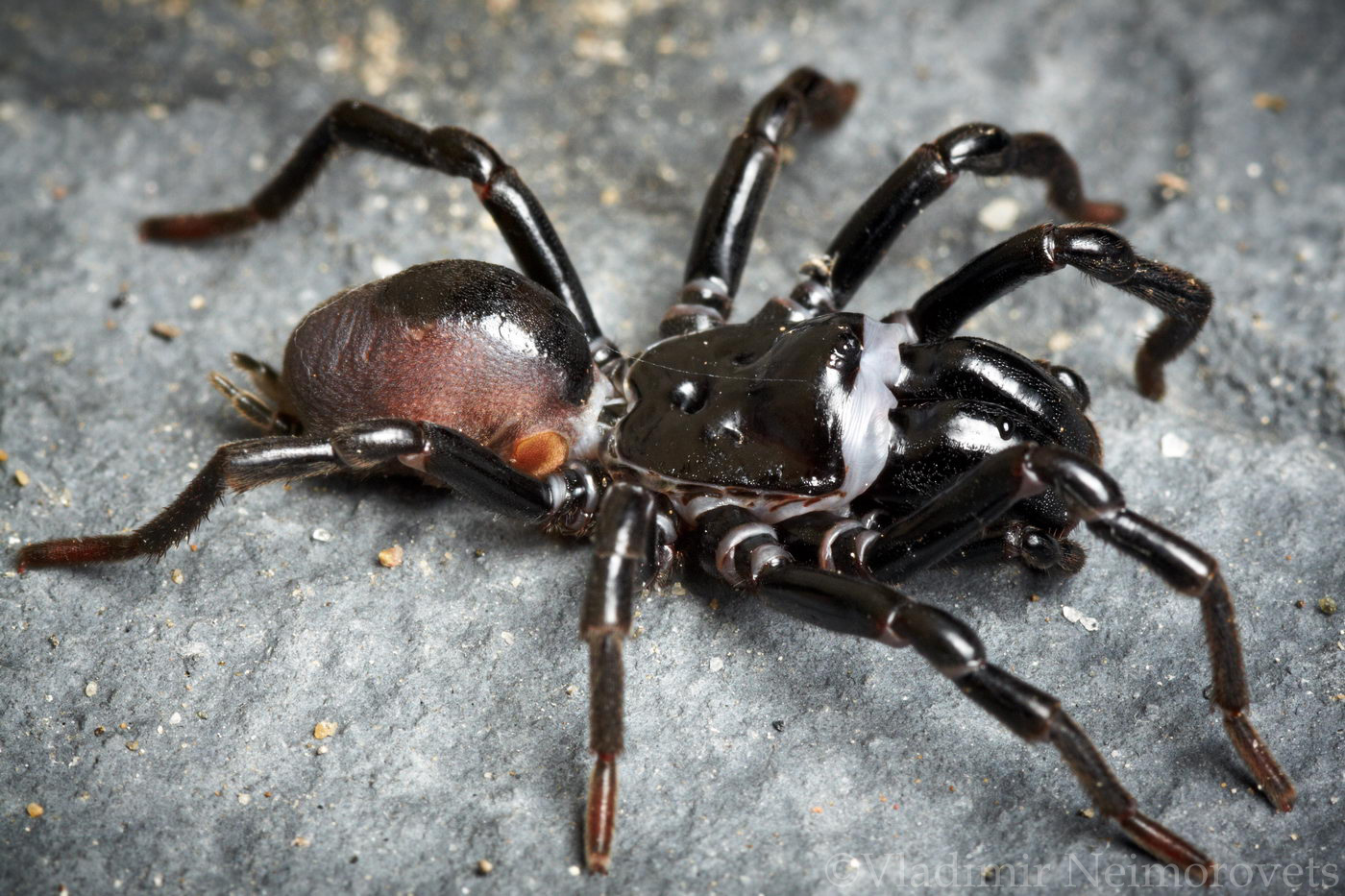 Atypus affinis_Krasnodar Territory_North-Western Caucasus_spider_purse web spider