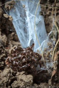 Atypus affinis_Krasnodar Territory_North-Western Caucasus_spider_purse web spiderr_tube of silk_exuvium