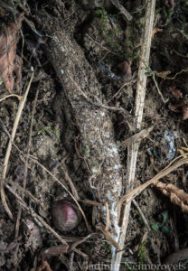 Atypus affinis_Krasnodar Territory_North-Western Caucasus_spider_purse web spider_tube of silk