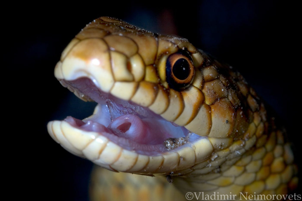 Dolichophis caspius_Krasnodar Territory_North-Western Caucasus_snake_Caspian whipsnake