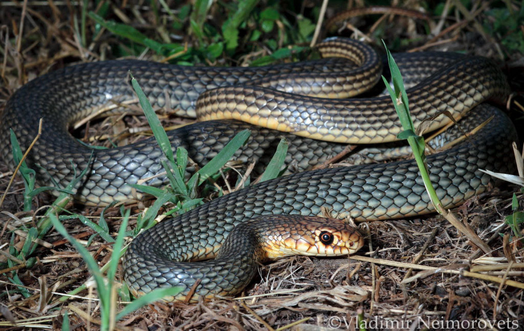 Dolichophis caspius_Krasnodar Territory_North-Western Caucasus_snake_Caspian whipsnake