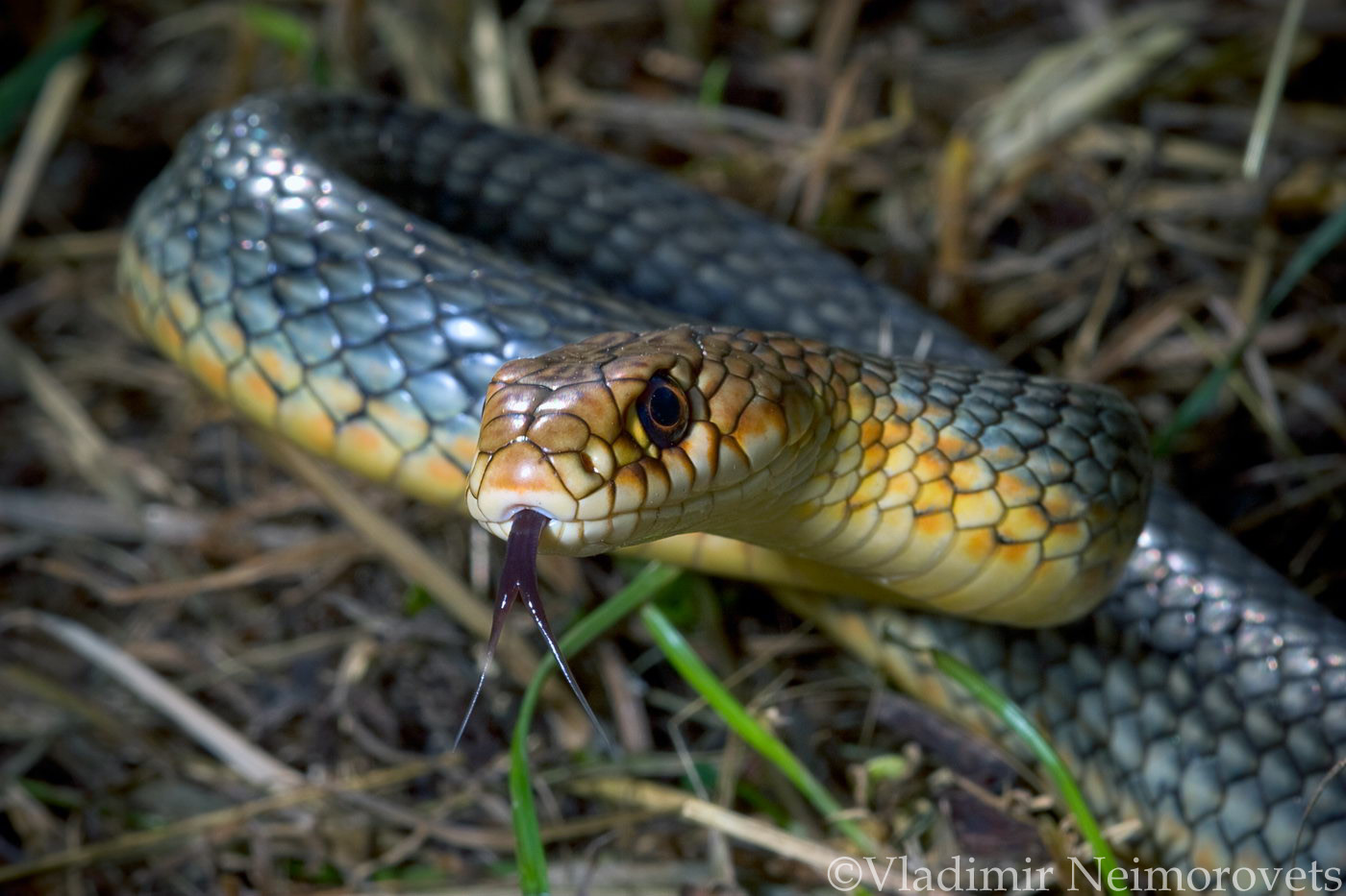 Dolichophis caspius_Krasnodar Territory_North-Western Caucasus_snake_Caspian whipsnake