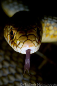 Dolichophis caspius_Krasnodar Territory_North-Western Caucasus_snake_Caspian whipsnake