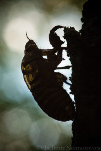 Lyristes plebejus_Krasnodar Territory_North-Western Caucasus_common cicada_Cicada plebeian_exuvium