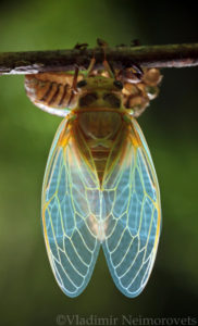 Lyristes plebejus_Krasnodar Territory_North-Western Caucasus_common cicada_Cicada plebeian