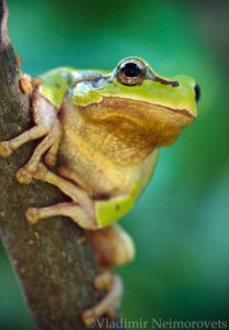 Hyla arborea schelkownikowi_Krasnodar Territory_North-Western Caucasus_tree frog