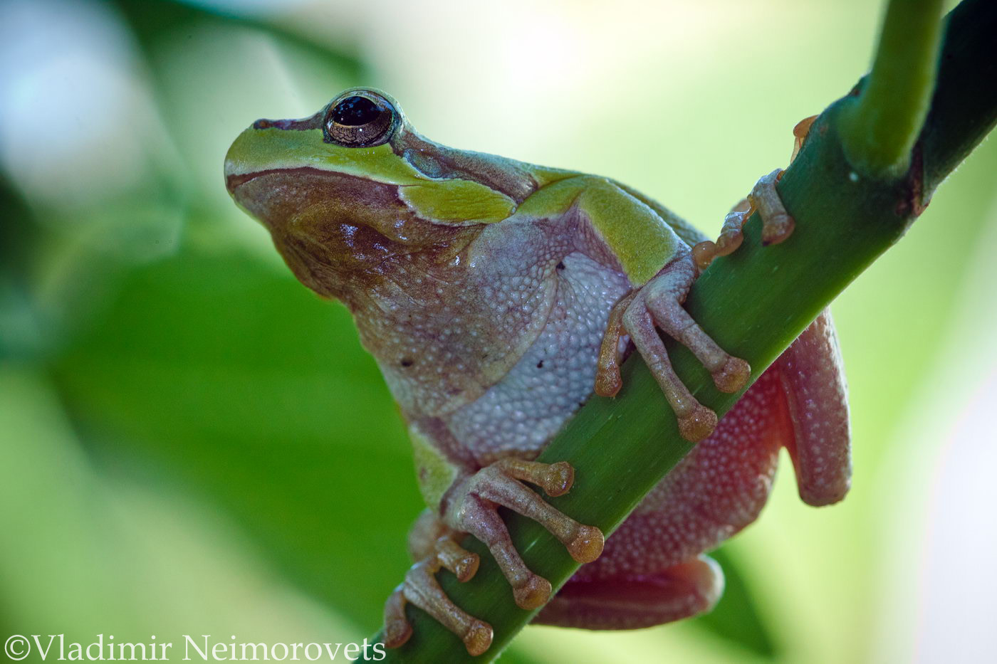 Hyla arborea schelkownikowi_Krasnodar Territory_North-Western Caucasus_tree frog