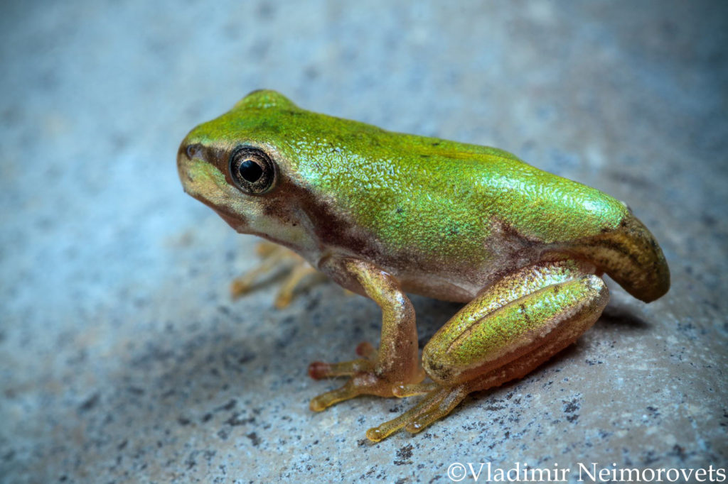 Hyla arborea schelkownikowi_Krasnodar Territory_North-Western Caucasus_tree frog