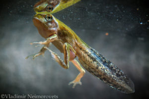 Hyla arborea schelkownikowi_Krasnodar Territory_North-Western Caucasus_tree frog