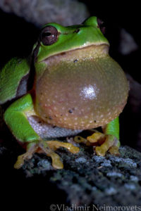 Hyla arborea schelkownikowi_Krasnodar Territory_North-Western Caucasus_tree frog