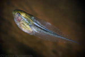 Hyla arborea schelkownikowi_tadpole_European tree frog