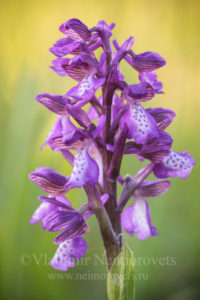 The green-winged orchid (Anacamptis morio caucasica). Krasnodar Territory, near Ilskiy