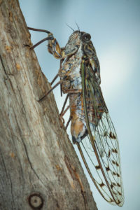 Cicada orni is laying eggs in a dry pine trunk