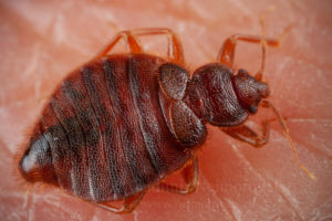 The bed bug Cimex hemipterus on skin