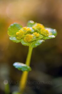 The alternate-leaved golden-saxifrage (Chrysosplenium alternifolium)