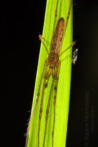 Common Stretch-spider (Tetragnatha extensa)