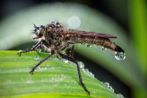The robber fly Didysmachus picipes in the morning