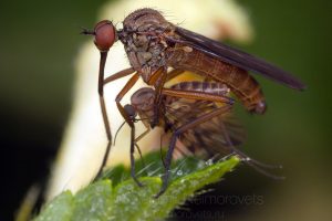 A male of the dagger fly Empis livida with its prey.