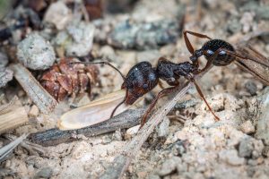 The harvester ant