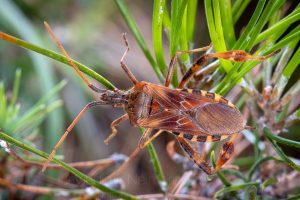 The western conifer seed bug (Leptoglossus occidentalis)