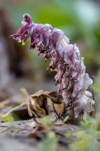 The common toothwort (Lathraea squamaria)