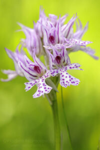 The three-toothed orchid (Neotinea tridentata).