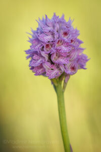The three-toothed orchid (Neotinea tridentata)