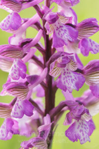 The green-winged orchid (Anacamptis morio caucasica). Krasnodar Territory, near Ilskiy