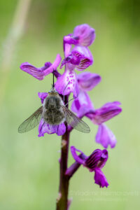 The Heath Bee-fly on the Green-winged orchid