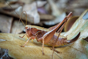 The dark bush-cricket – Pholidoptera griseoaptera
