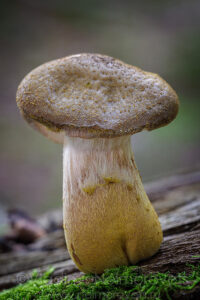 Mullet Honey Fungus (Armillaria cepistipes Velen., 1920)