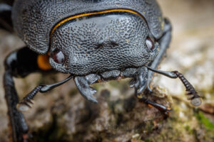 The lesser stag beetle (Dorcus parallelipipedus Linnaeus, 1758)