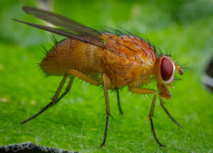 Orange muscid fly Phaonia pallida (Fabricius, 1787)