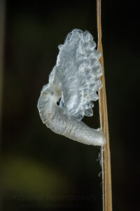 A silken case of a case-bearers moth larva (family Coleophoridae)