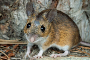 Black Sea field mouse (Apodemus ponticus)