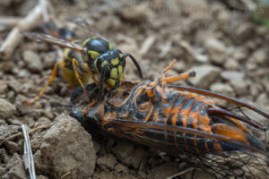 The common wasp (Vespula vulgaris) and the cicada Tibicina haematodes (?)