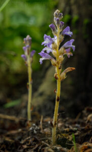 Dwarf Broomrape (Phelipanche mutelii)